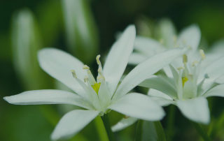 Fiori di Bach a Lodi