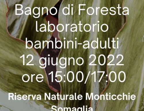 FOREST BATHING PER BAMBINI-ADULTI 12 GIUGNO 2022 ORE 15:00/17.00